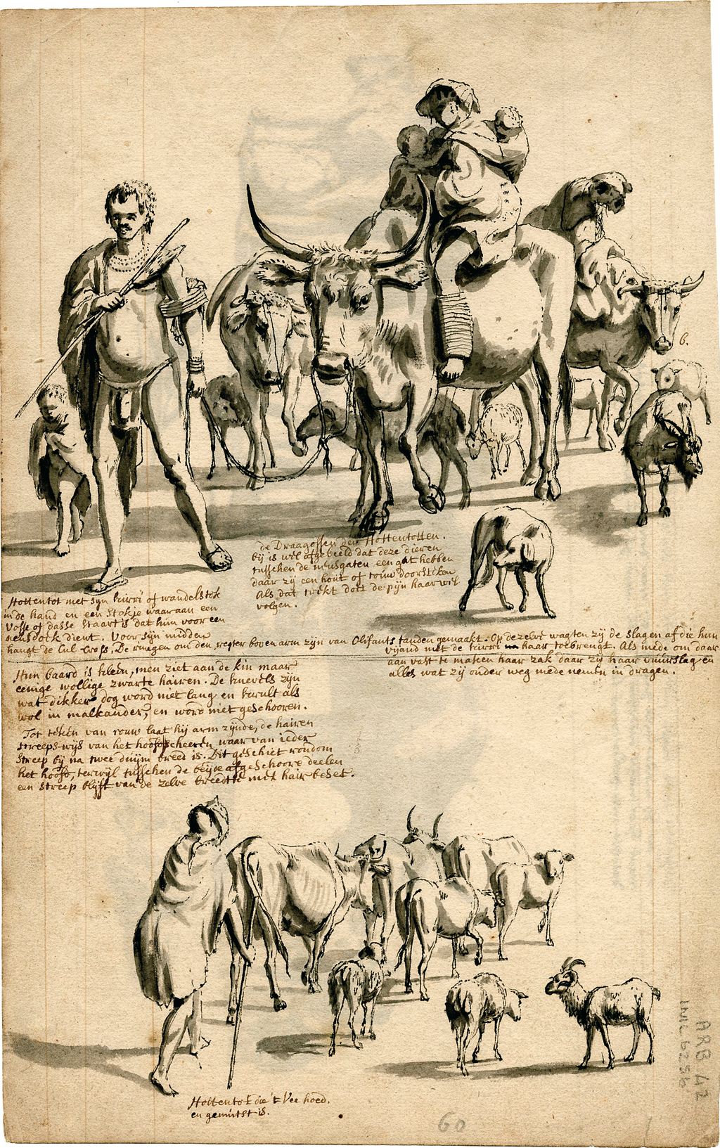 Early 18th-century drawing of Khoikhoi people with cattle at the Cape of Good Hope, among the earliest depictions of the Khoe-Kwadi peoples