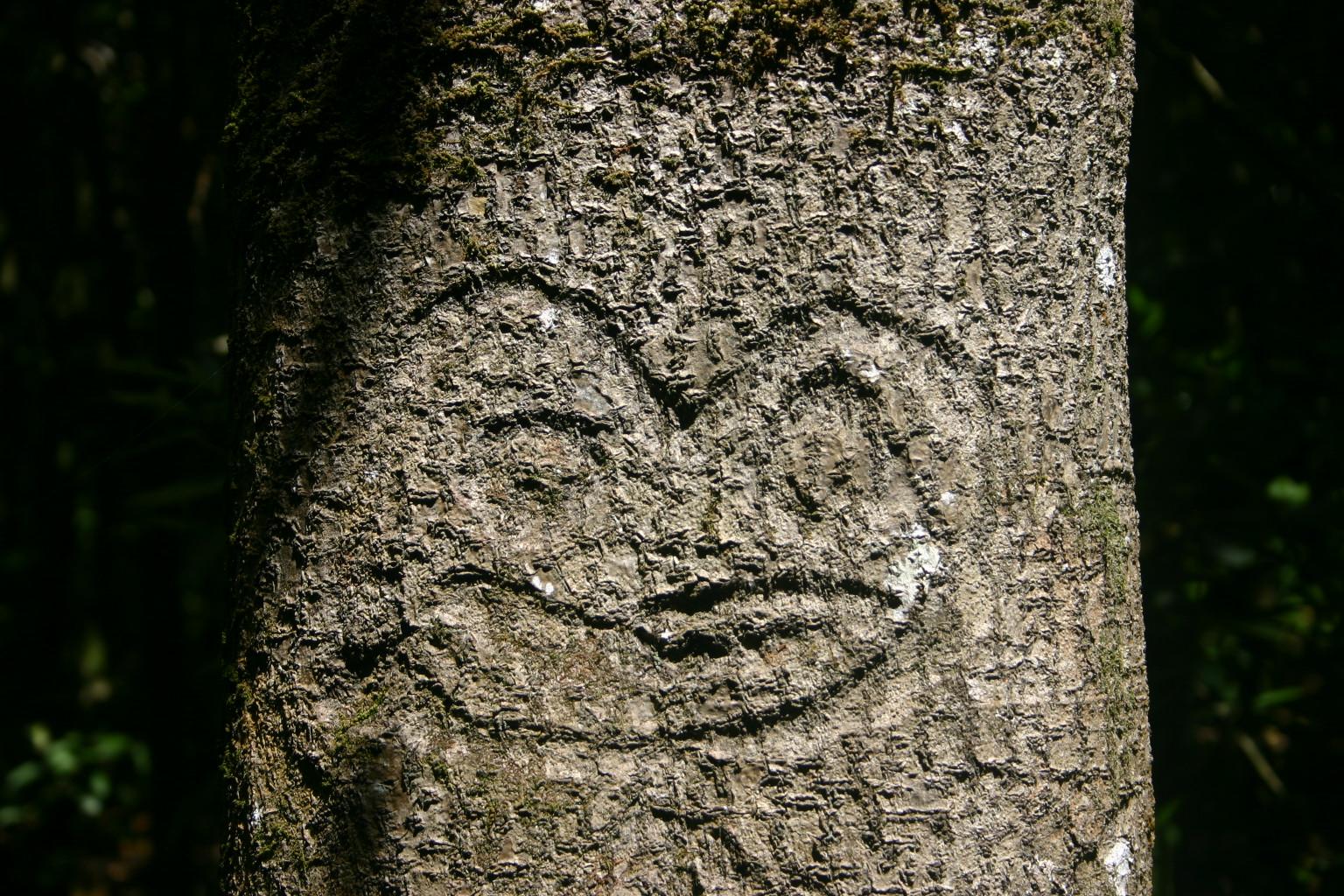 A rākau momori — a Moriori figure carved into the trunk of a living kōpi tree on the Chatham Islands