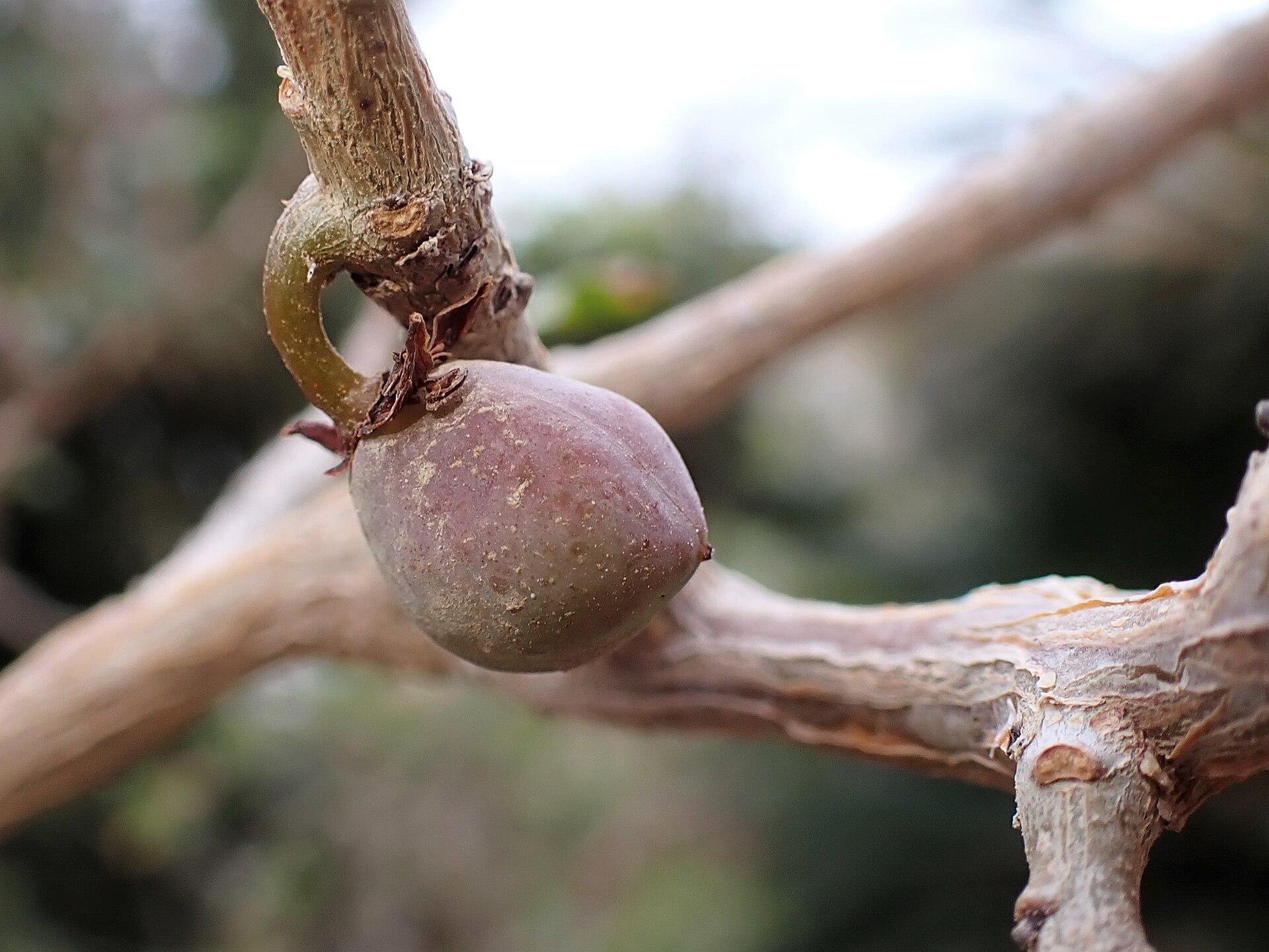 Commiphora gileadensis, the balsam plant of ancient Judea, in cultivation