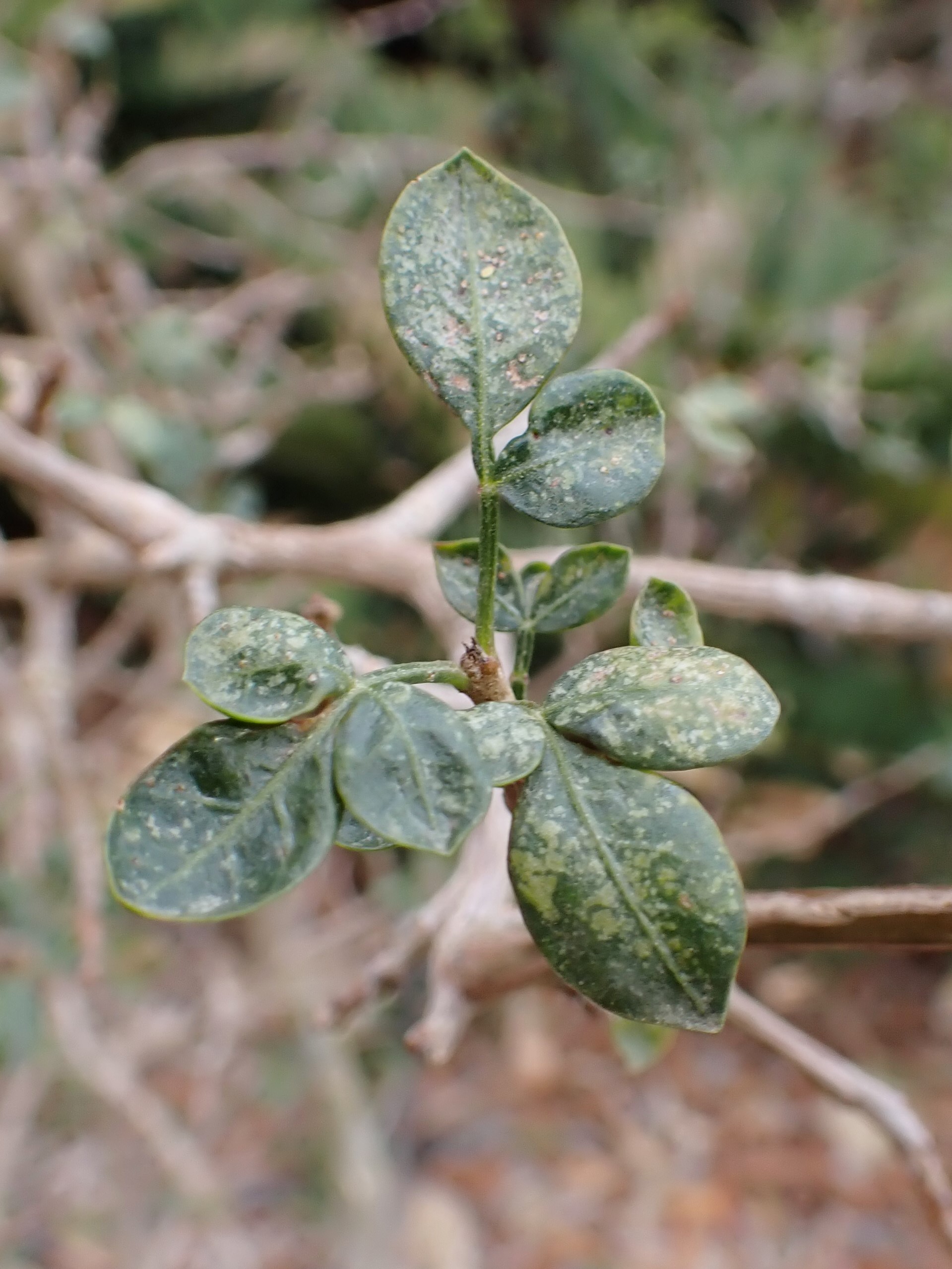 Foliage and stems of Commiphora gileadensis, source of the prized Judean balsam