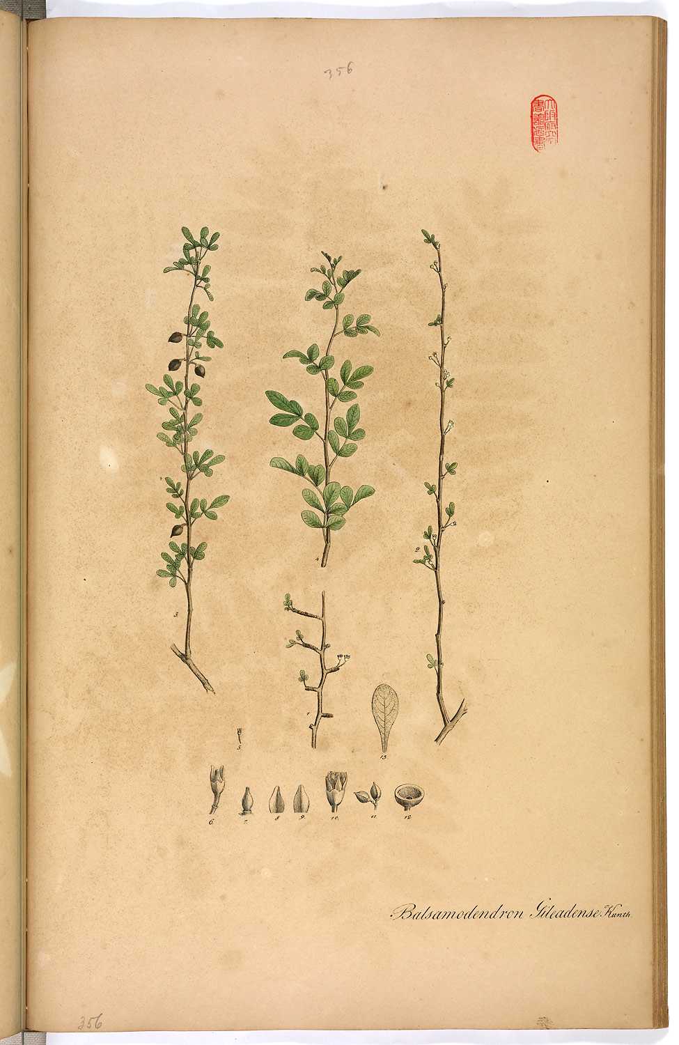 Botanical illustration of Commiphora opobalsamum, the plant believed to be the source of the ancient Judean balsam
