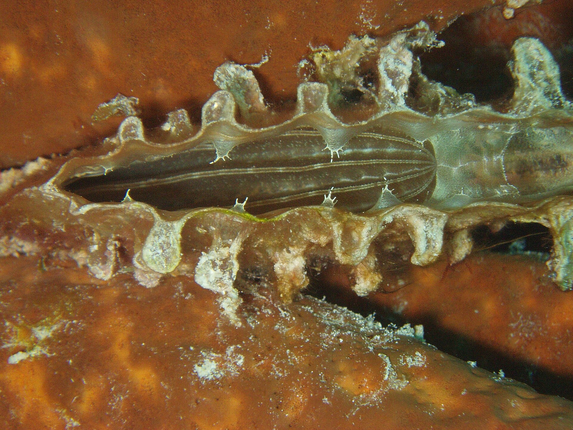 Pinna nobilis, the giant Mediterranean fan clam whose golden byssus threads are spun into sea silk